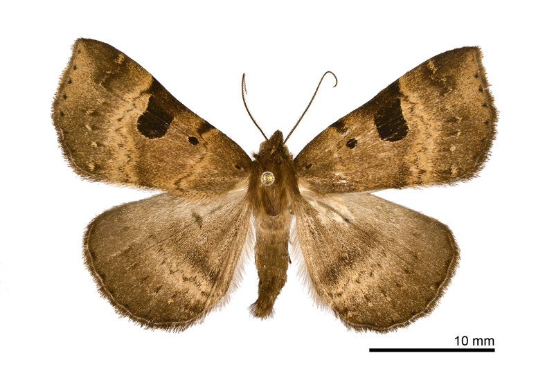 Mosopia macrostigmata Male